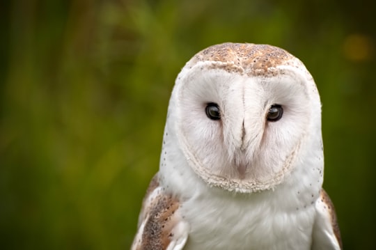 white barn owl in Collingwood Canada