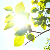Sunlight filtering through fresh green leaves on a bright spring morning.