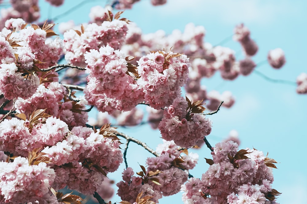 cherry blossoms blooms at daytime