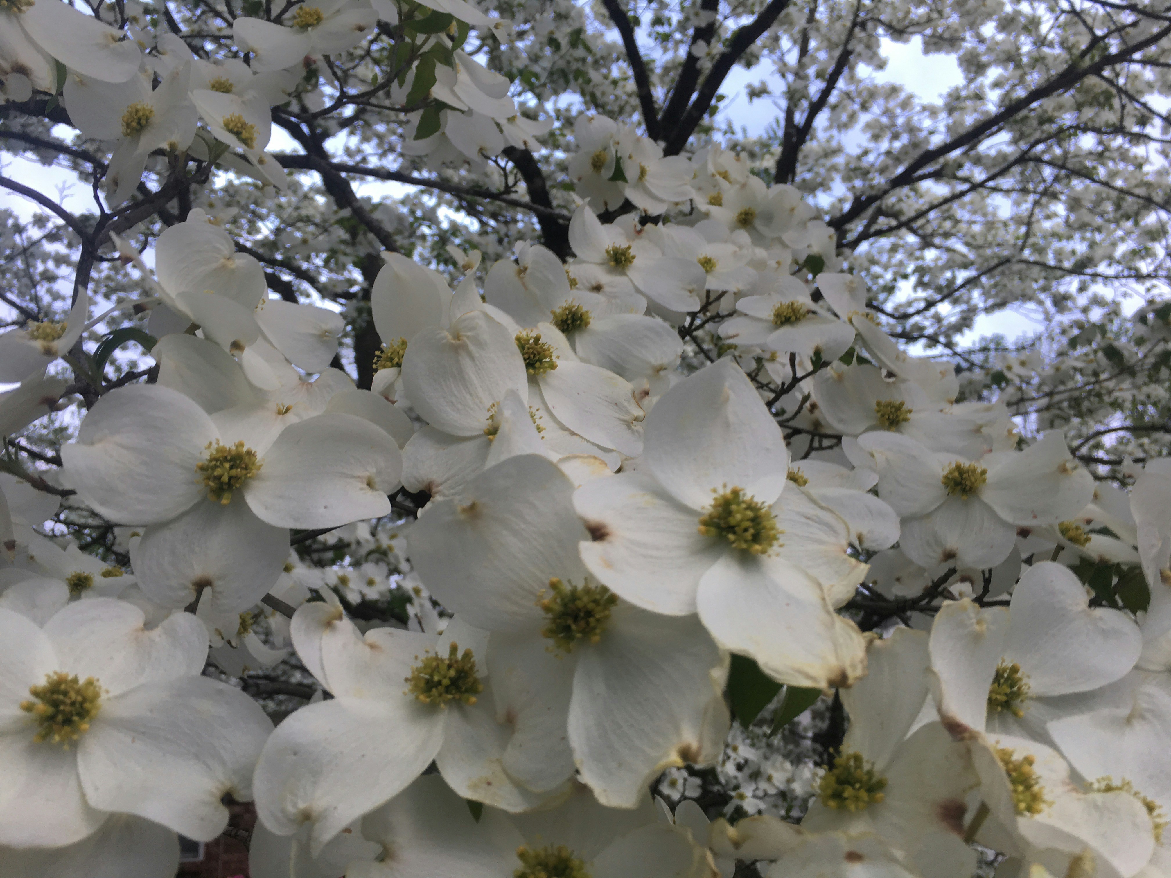 Free Unsplash photo from Roxanna Dabney