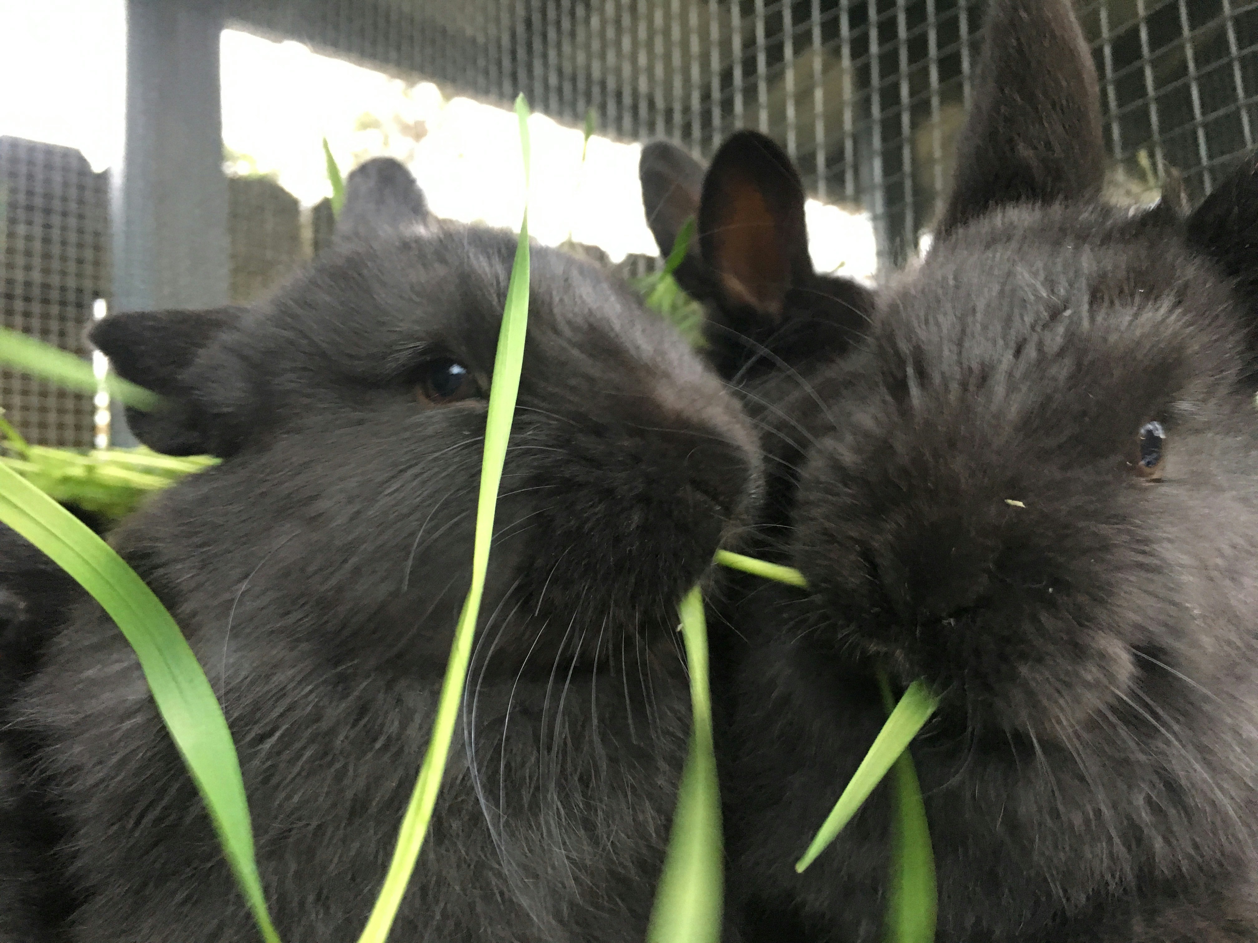 Free Unsplash photo from Roxanna Dabney