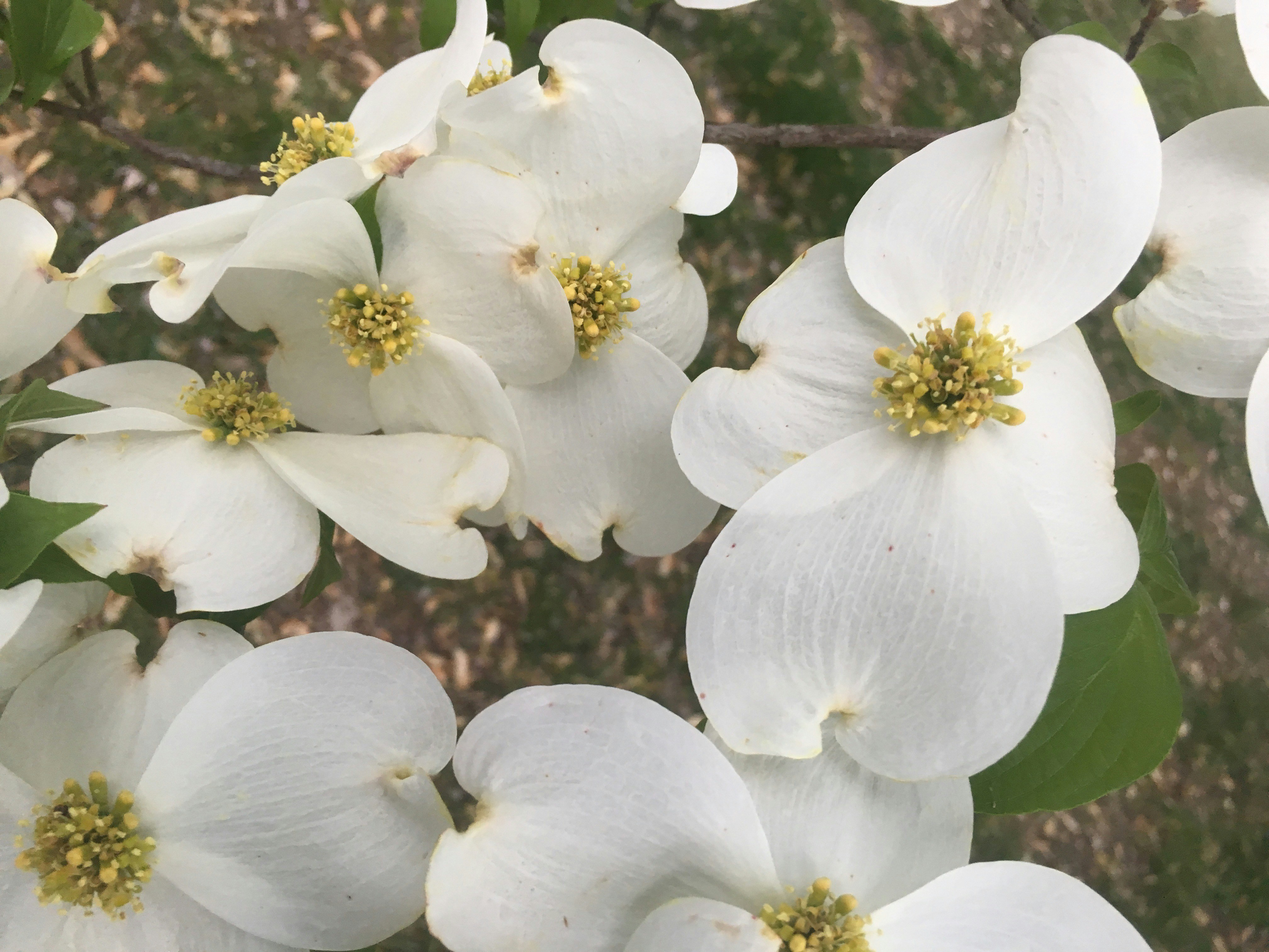 Free Unsplash photo from Roxanna Dabney