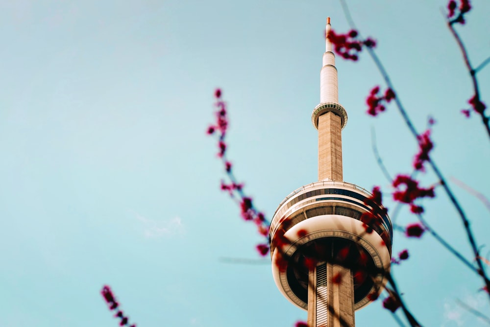 Branche de fleur rose sur fond de ciel bleu clair devant la Tour CN, Toronto