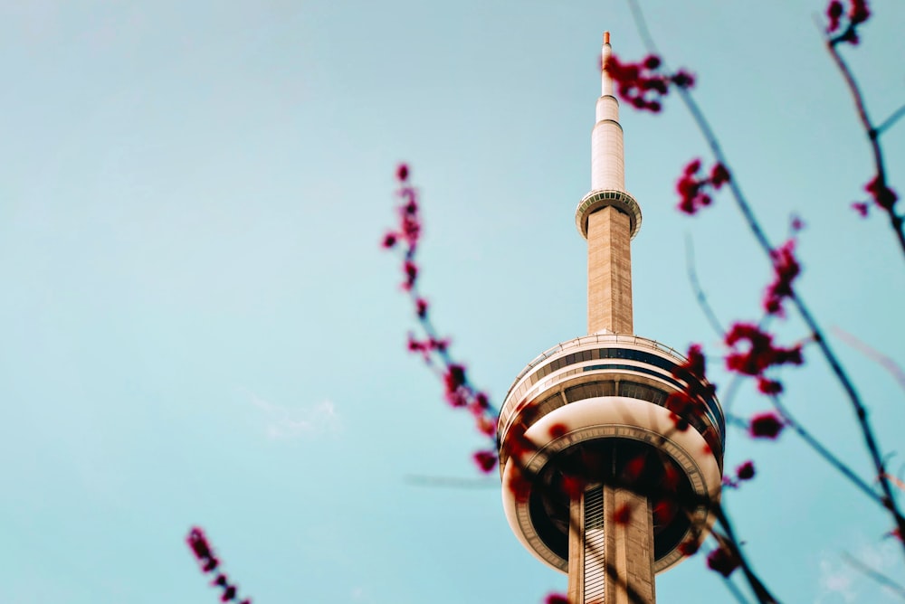 Pink blossom branch against clear blue sky background in front of CN Tower, Toronto