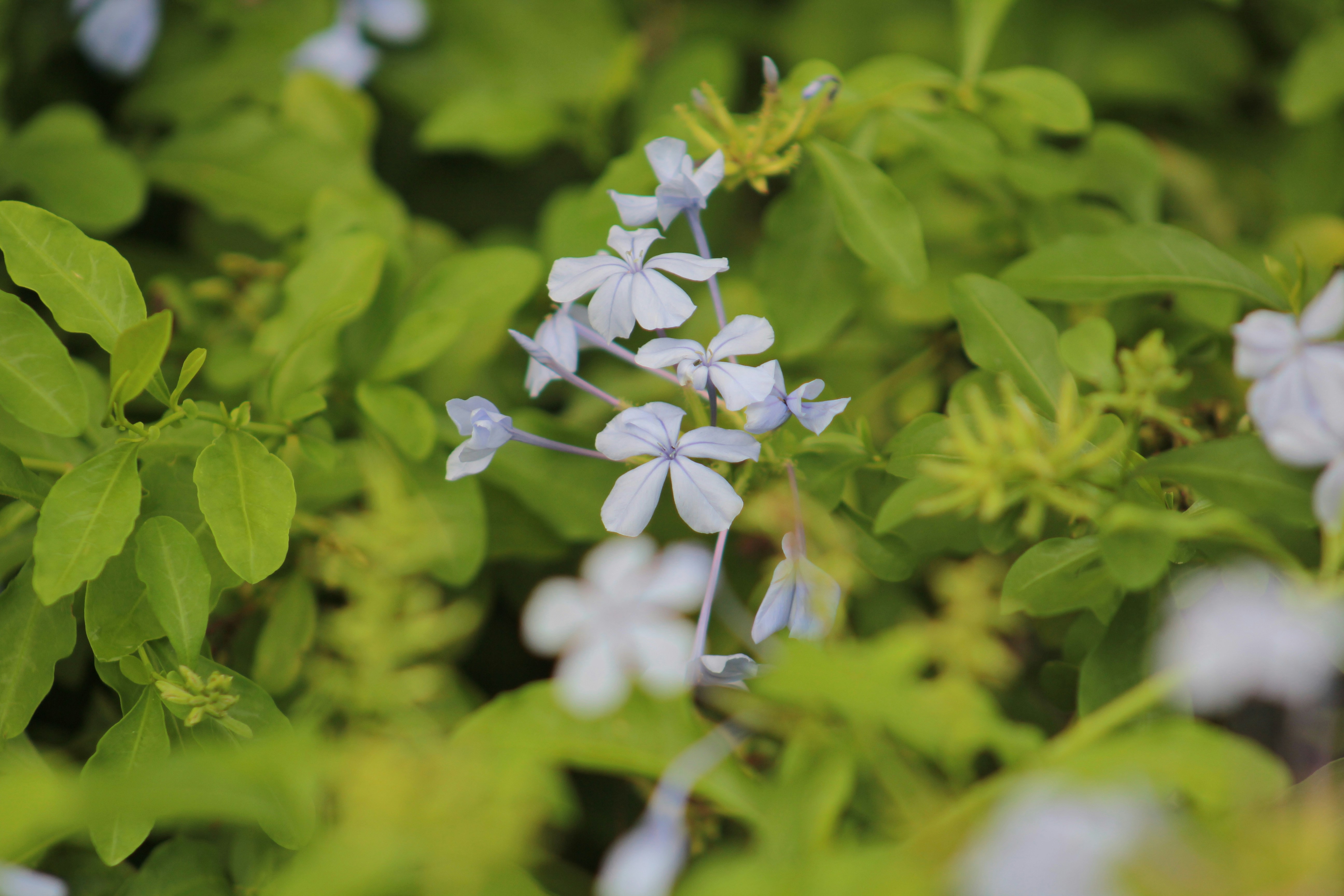 Free Unsplash photo from Miqueias Ferrier