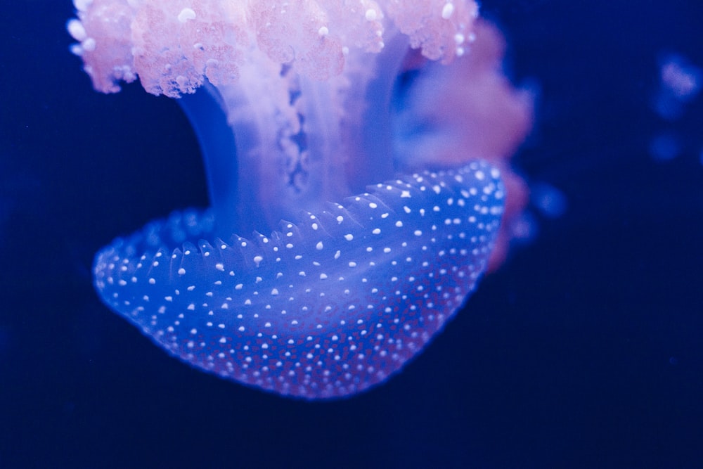 Fotografía de enfoque selectivo de medusas azules