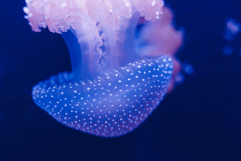selective focus photography of blue jellyfish