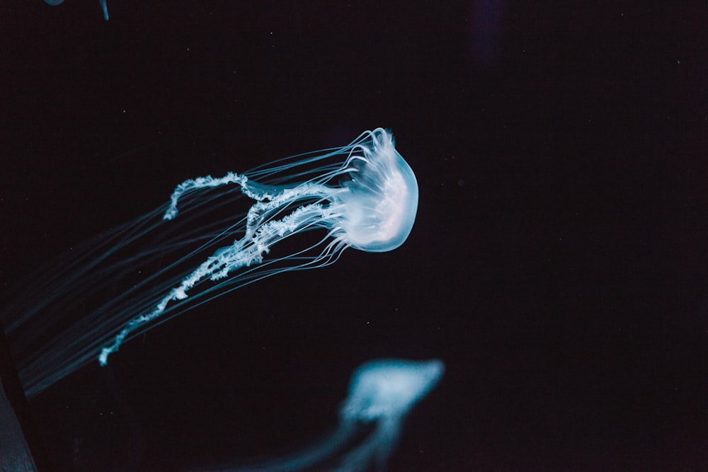 white jellyfish