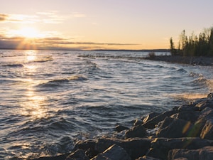 body of water beside trees