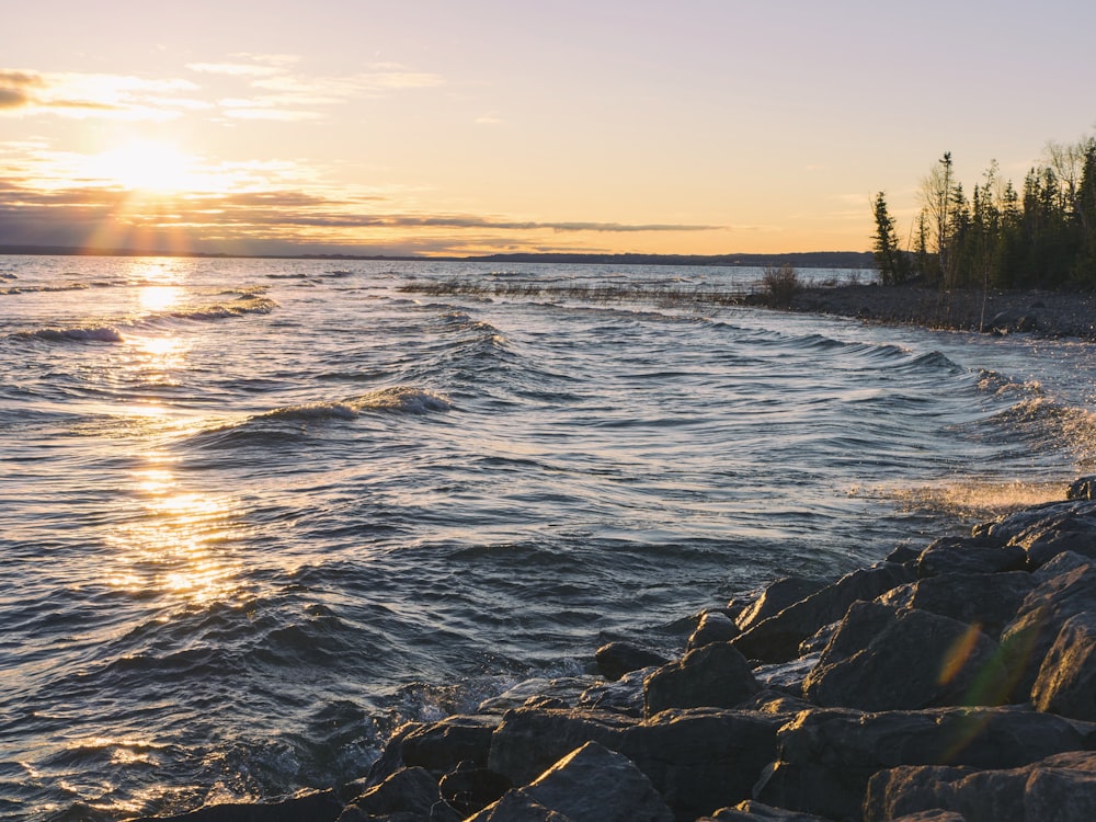 body of water beside trees