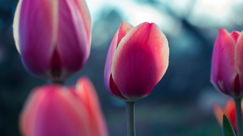 Flores de tulipán rosa