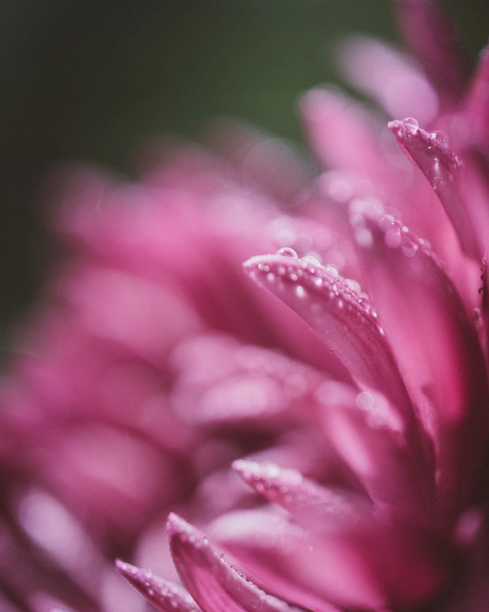 Fotografia macro del fiore a grappolo rosa con rugiada d'acqua