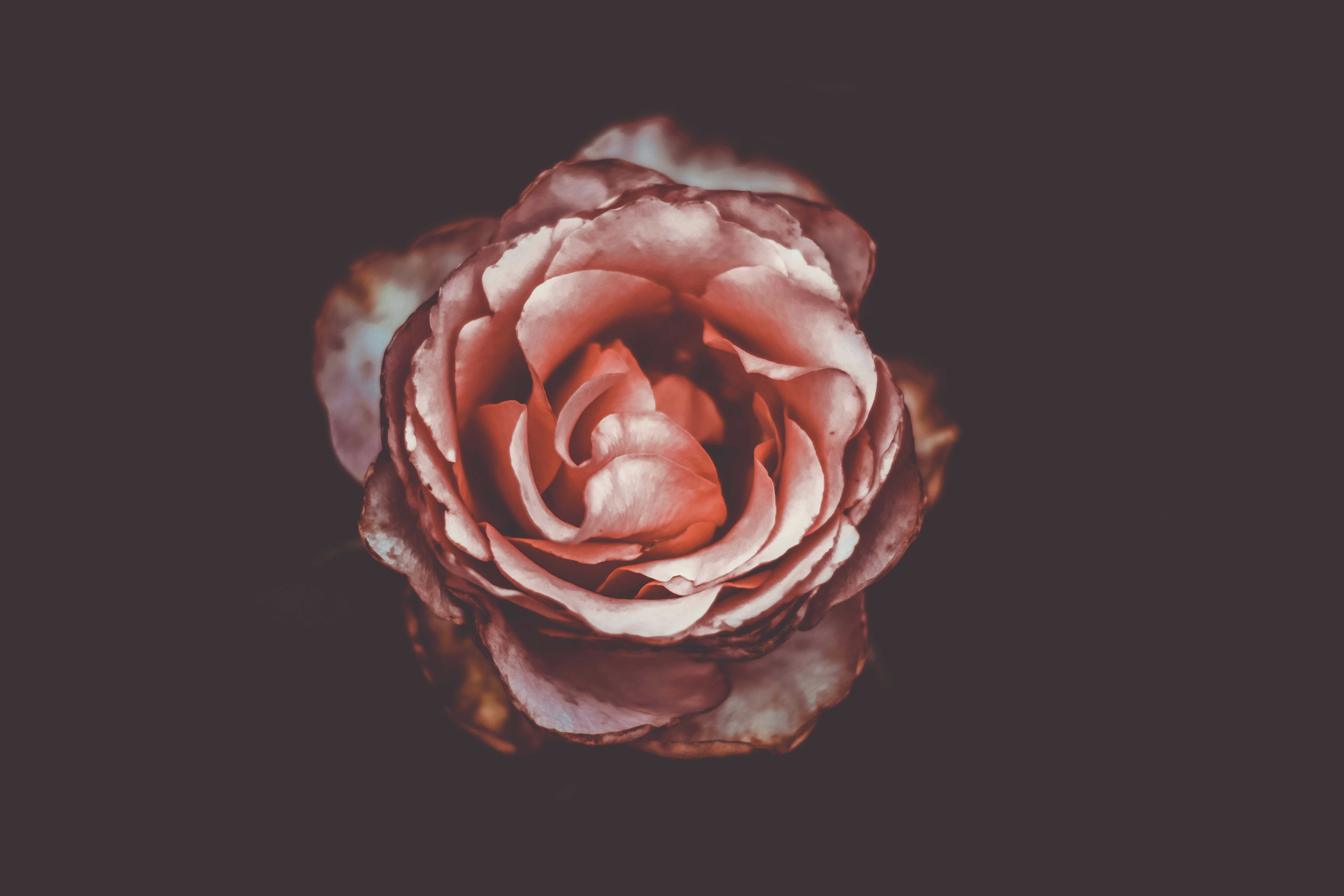 macro photography of pink rose flwoer