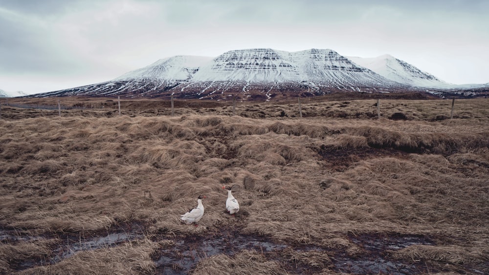 two white animals in the middle of field