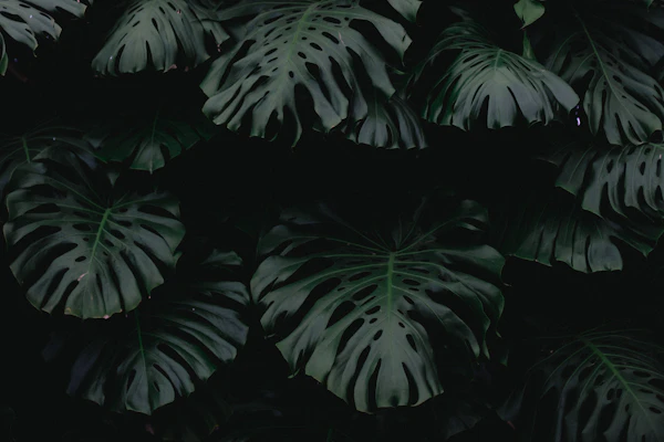 Monstera im Studio