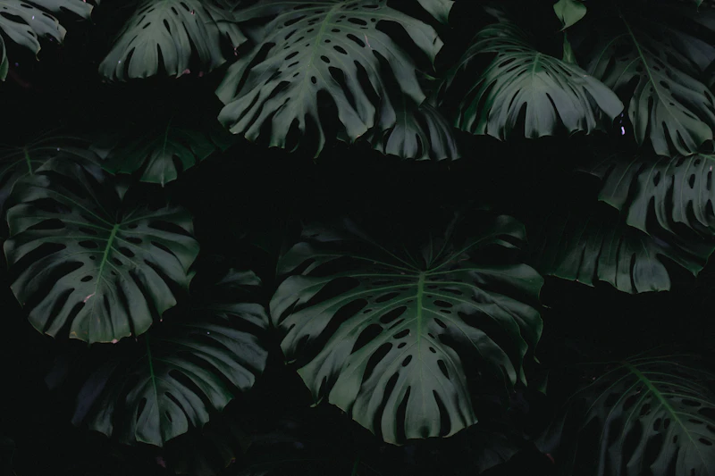 Monstera im Studio