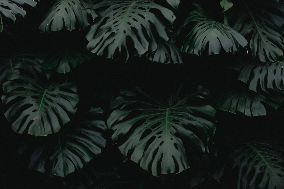 Soft tropical leaves in low light, a quiet contemplative still life
