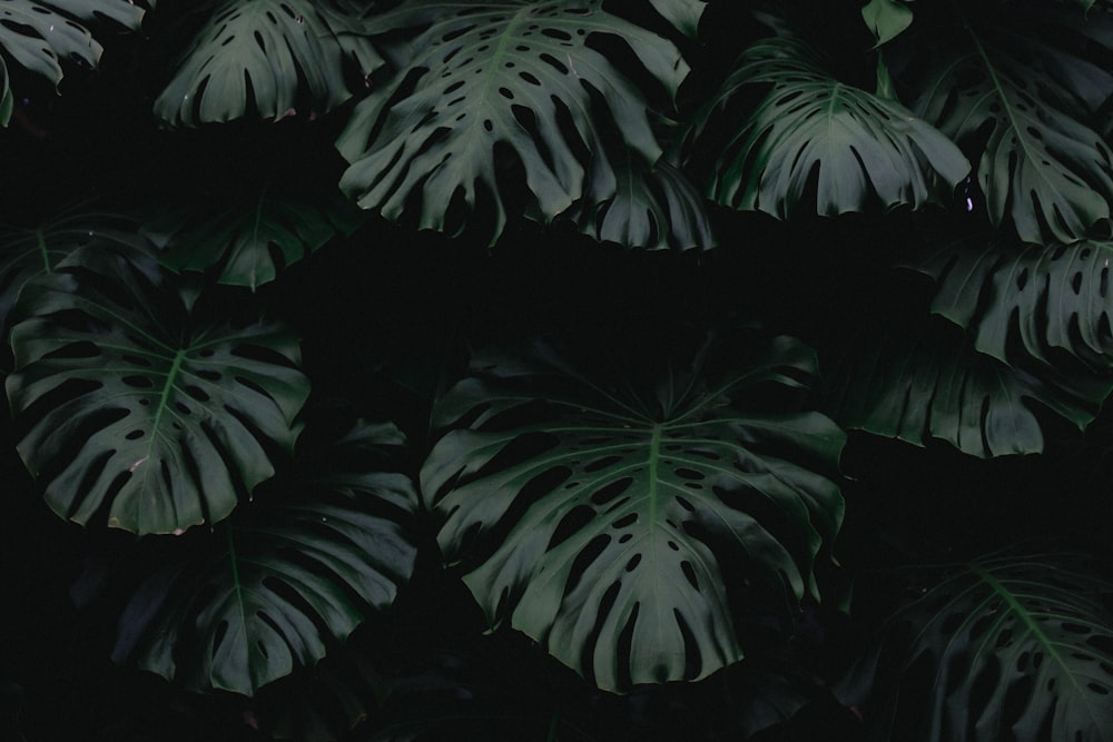 Dark Green Aesthetic Pictures | Download Free Images on Unsplash