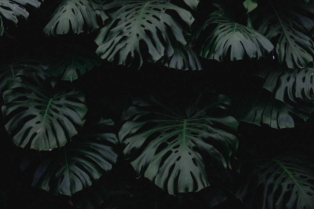 green leaf plants, Royal Botanical Greenhouse of Laeken