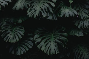 Interieurgroen consultant