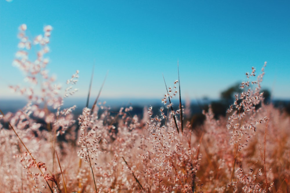 shallow focus photography of plants