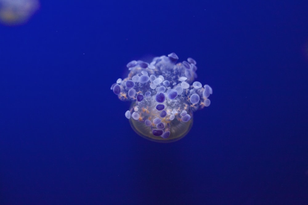 jellyfish underwater