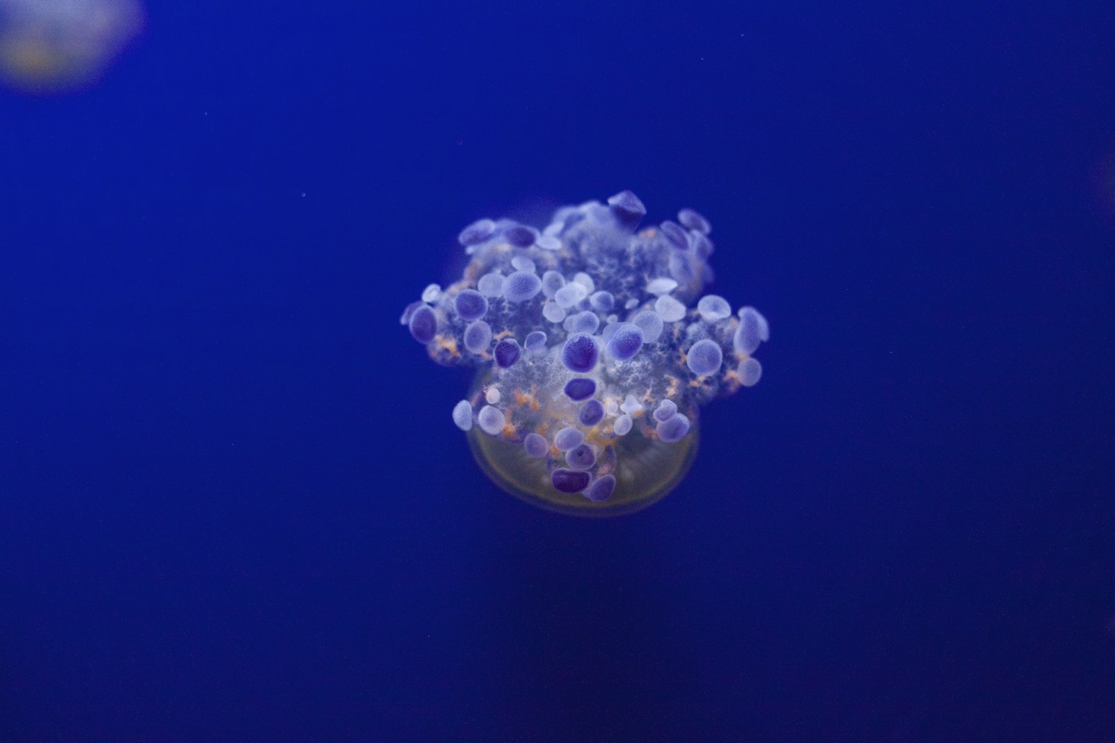 Canon EOS 50D + Canon EF 50mm F1.8 STM sample photo. Jellyfish underwater photography