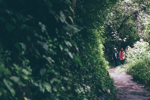 A mentor and mentee walking together along a forest path, deep in conversation.