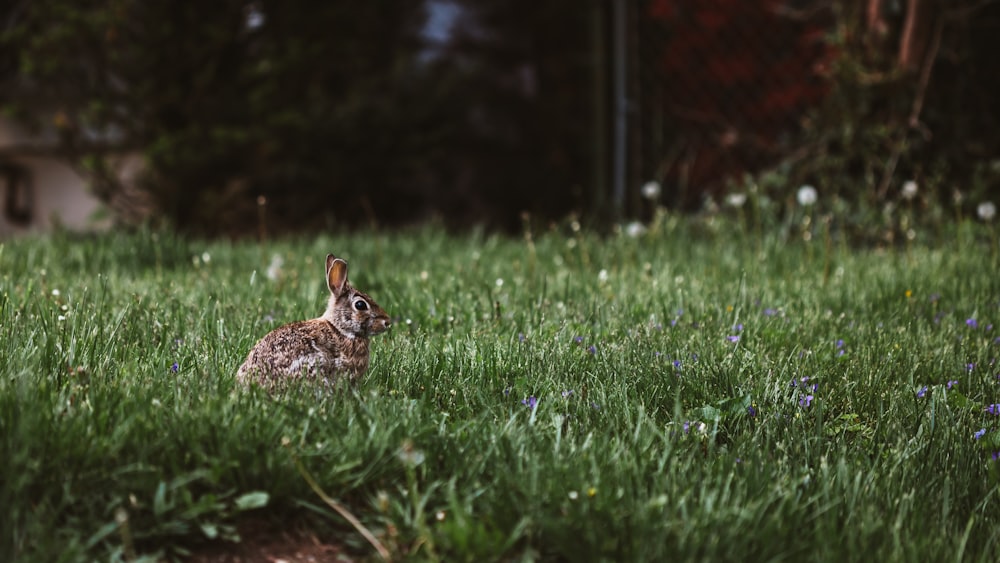 Photographie sélective de lapin