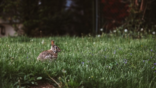 selective photography of rabbit in Highland Park United States