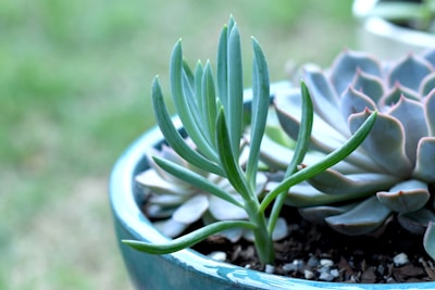 A close-up view of two types of succulents growing in a round, blue ceramic pot. The forefront shows a tall, slender succulent with a few green leaves, while the background features a rosette-shaped succulent with thick, fleshy leaves edged in pink. The soft-focus green backdrop suggests an outdoor garden setting.