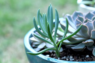 A close-up view of two types of succulents growing in a round, blue ceramic pot. The forefront shows a tall, slender succulent with a few green leaves, while the background features a rosette-shaped succulent with thick, fleshy leaves edged in pink. The soft-focus green backdrop suggests an outdoor garden setting.
