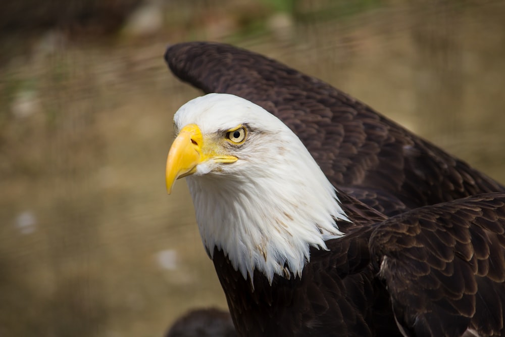Fotografía de primer plano del águila marrón y blanca