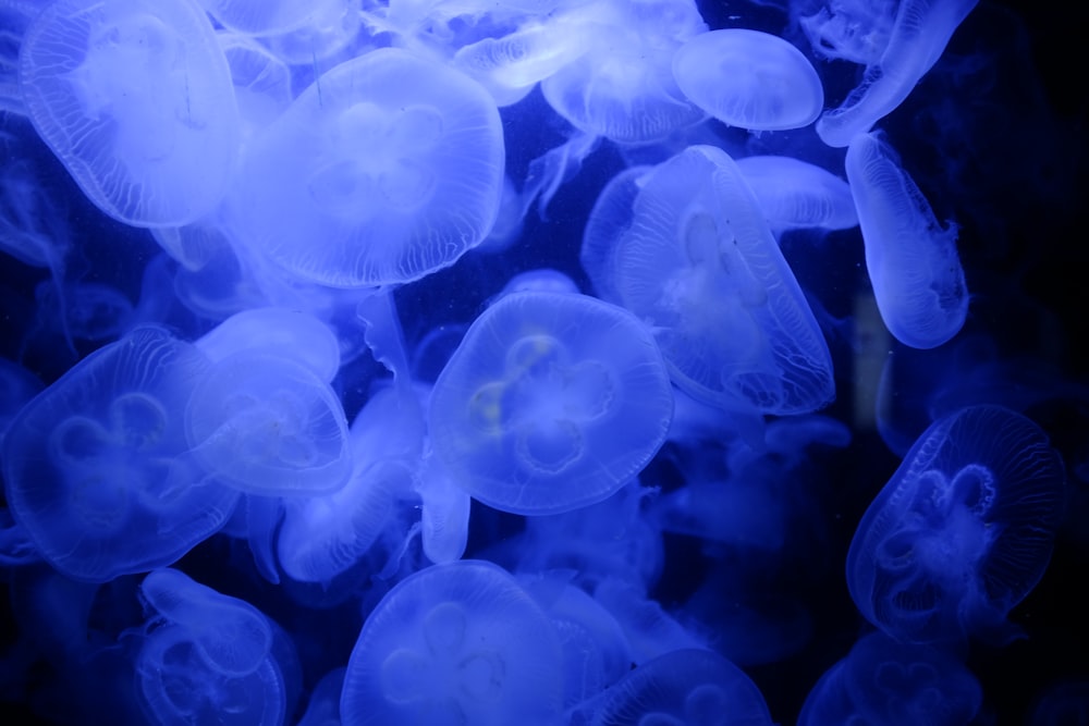 jellyfish