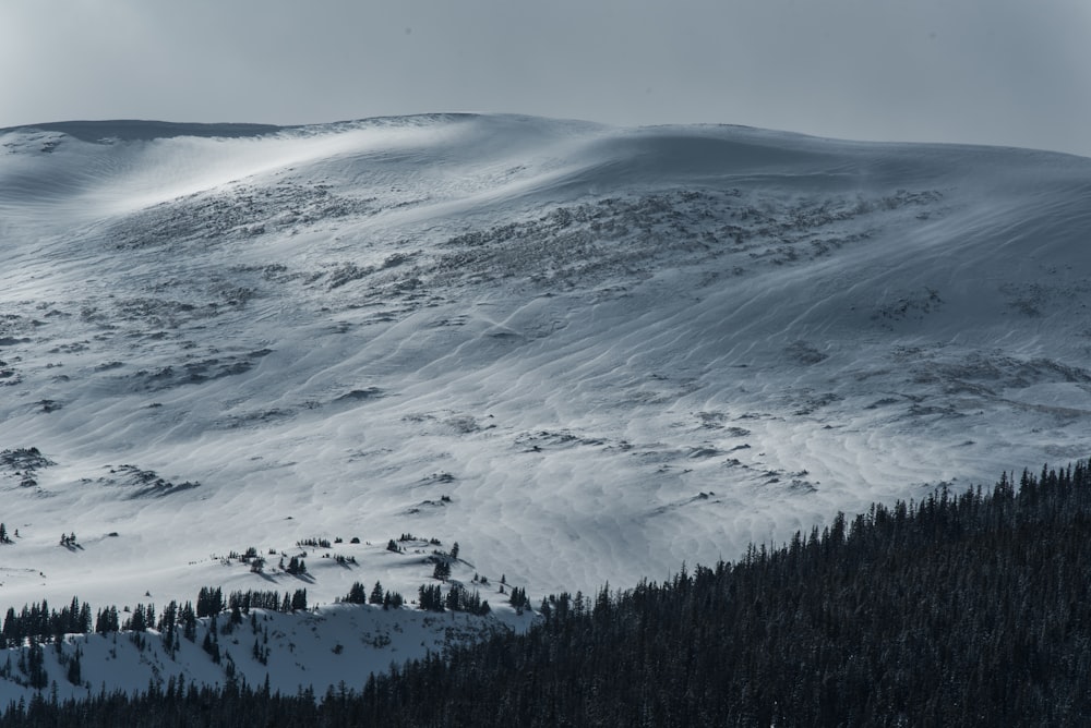 Kiefern mit schneebedecktem Berg vor sich