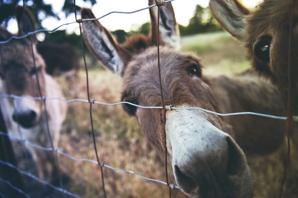 three brown donkeys inside gray metal chain fence