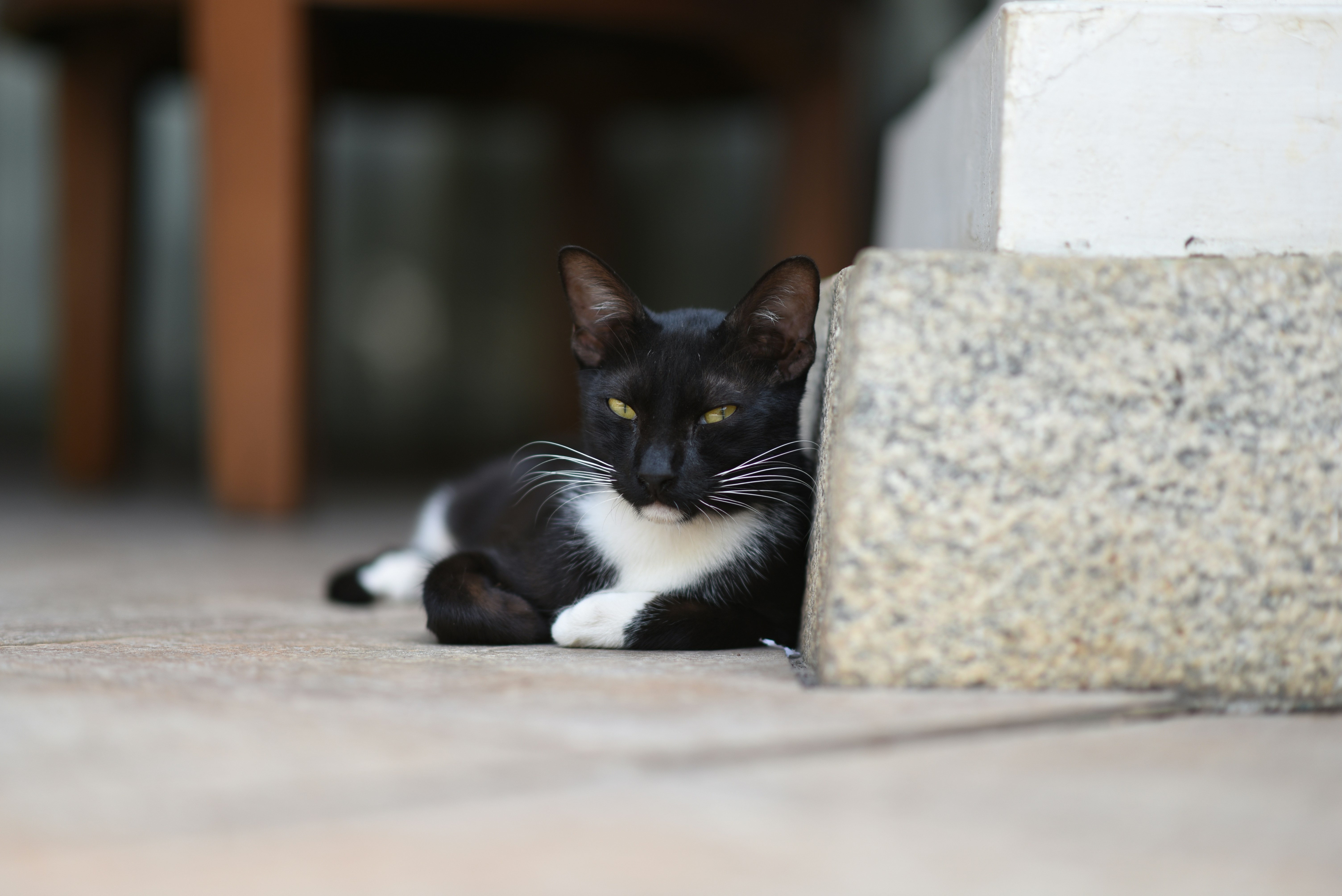 Free Unsplash photo from Sheik Gama Aman