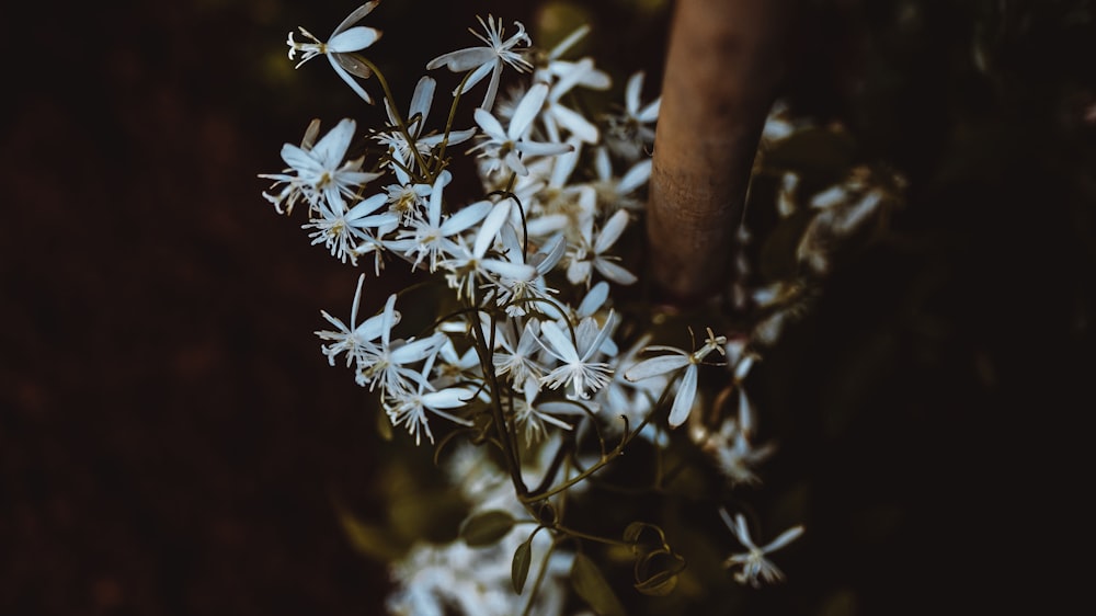 Fotografierie mit weißer Blume