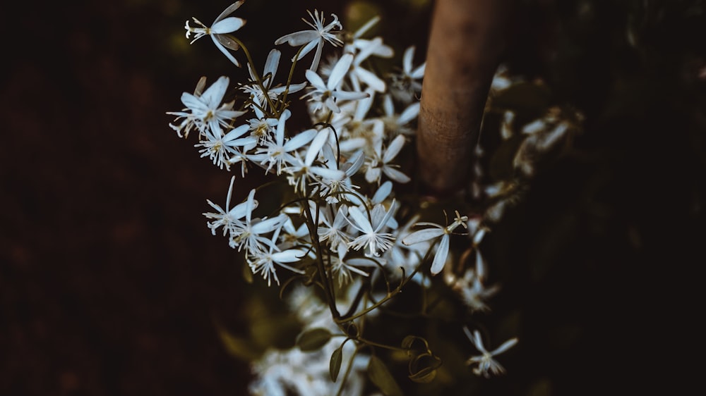 白い花のフォトグラピー