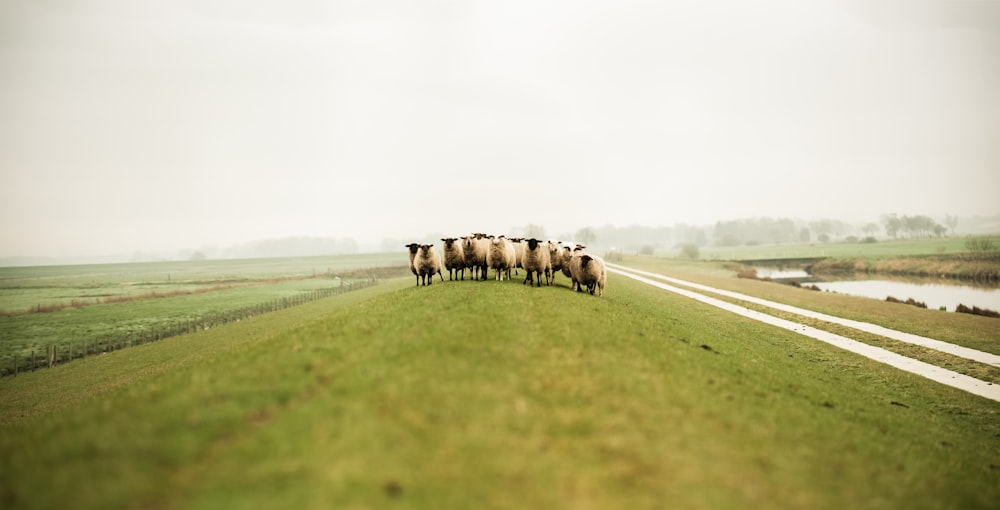 昼間の野原の羊の群れ