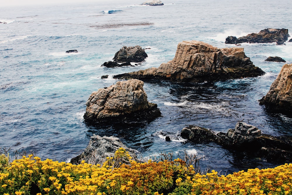 scenery of yellow field of flowers beside body of water