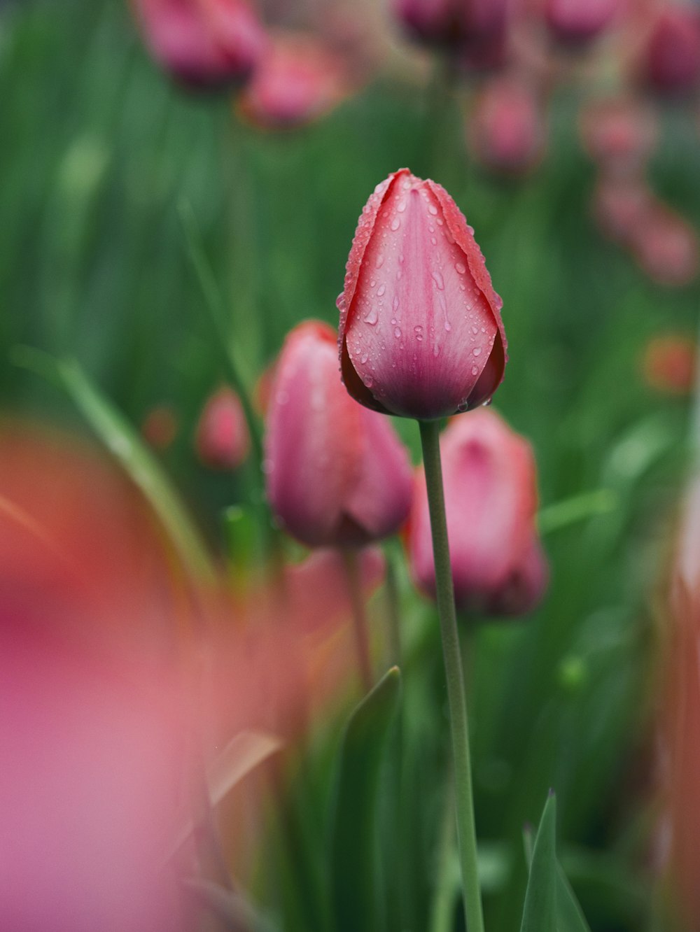 focused photo of a pink rose