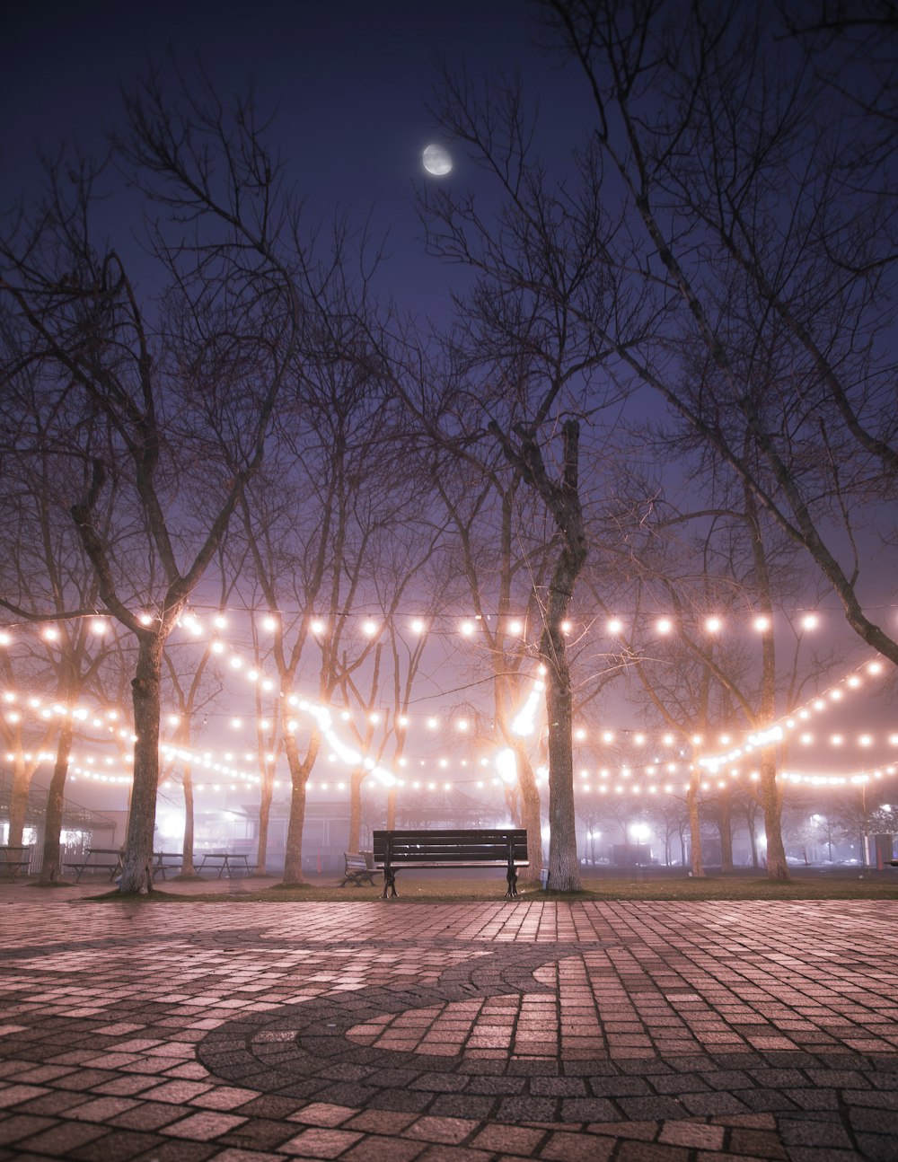 brown wooden bench near bare tree