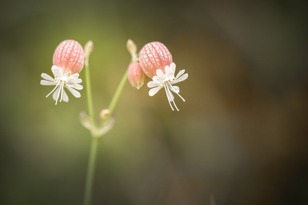 두 개의 흰색 꽃잎 꽃의 근접 촬영 사진