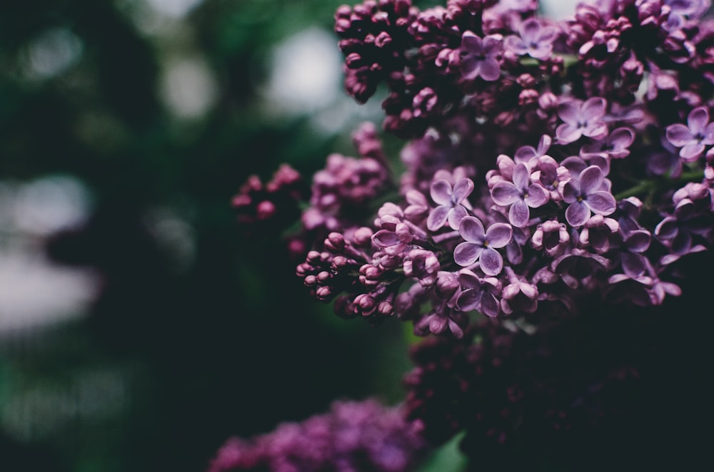 Photographie sélective de fleurs à pétales violets