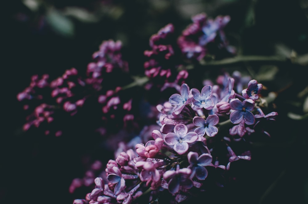 Fotografía de flores moradas