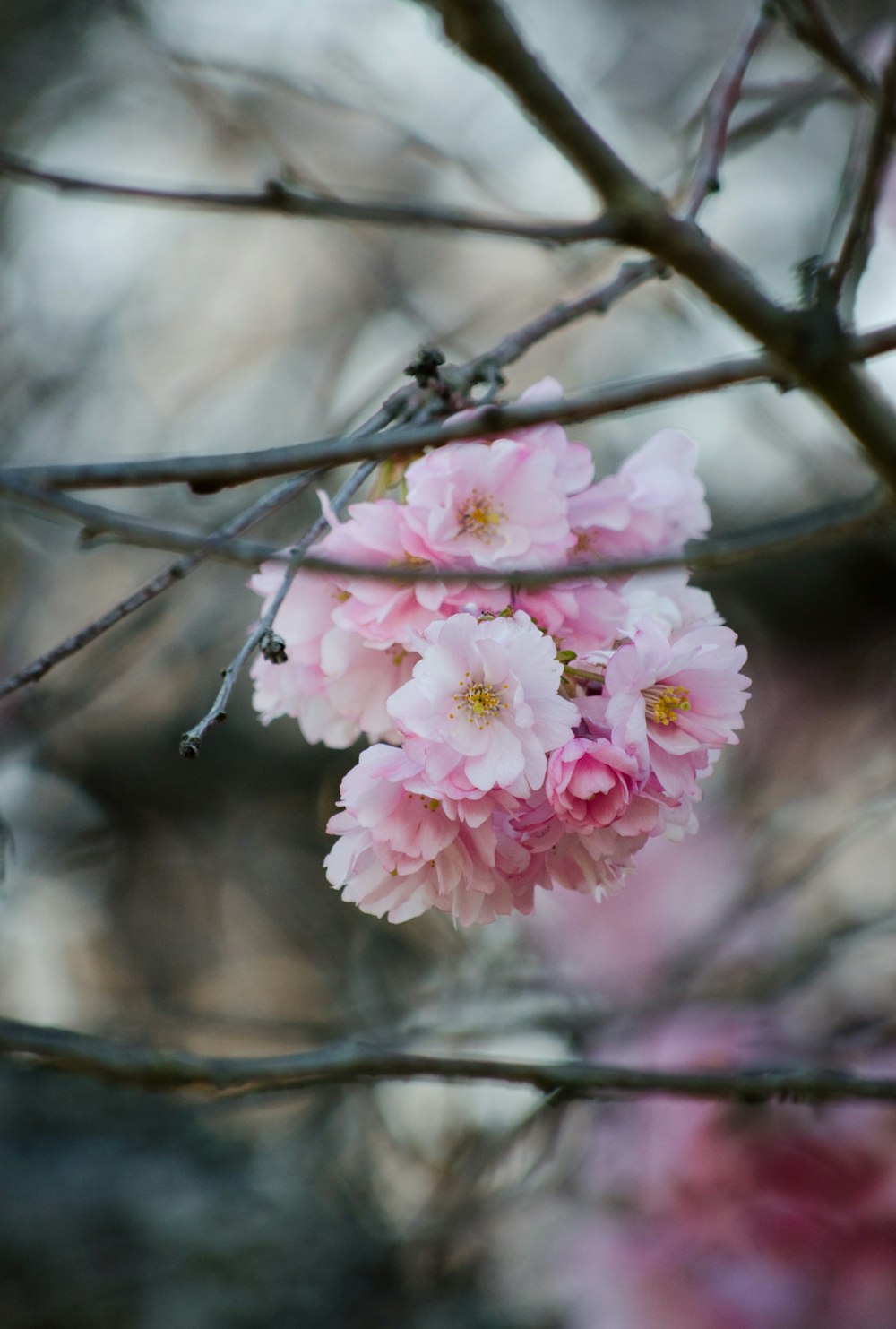 closeup photo of pink petaled flower