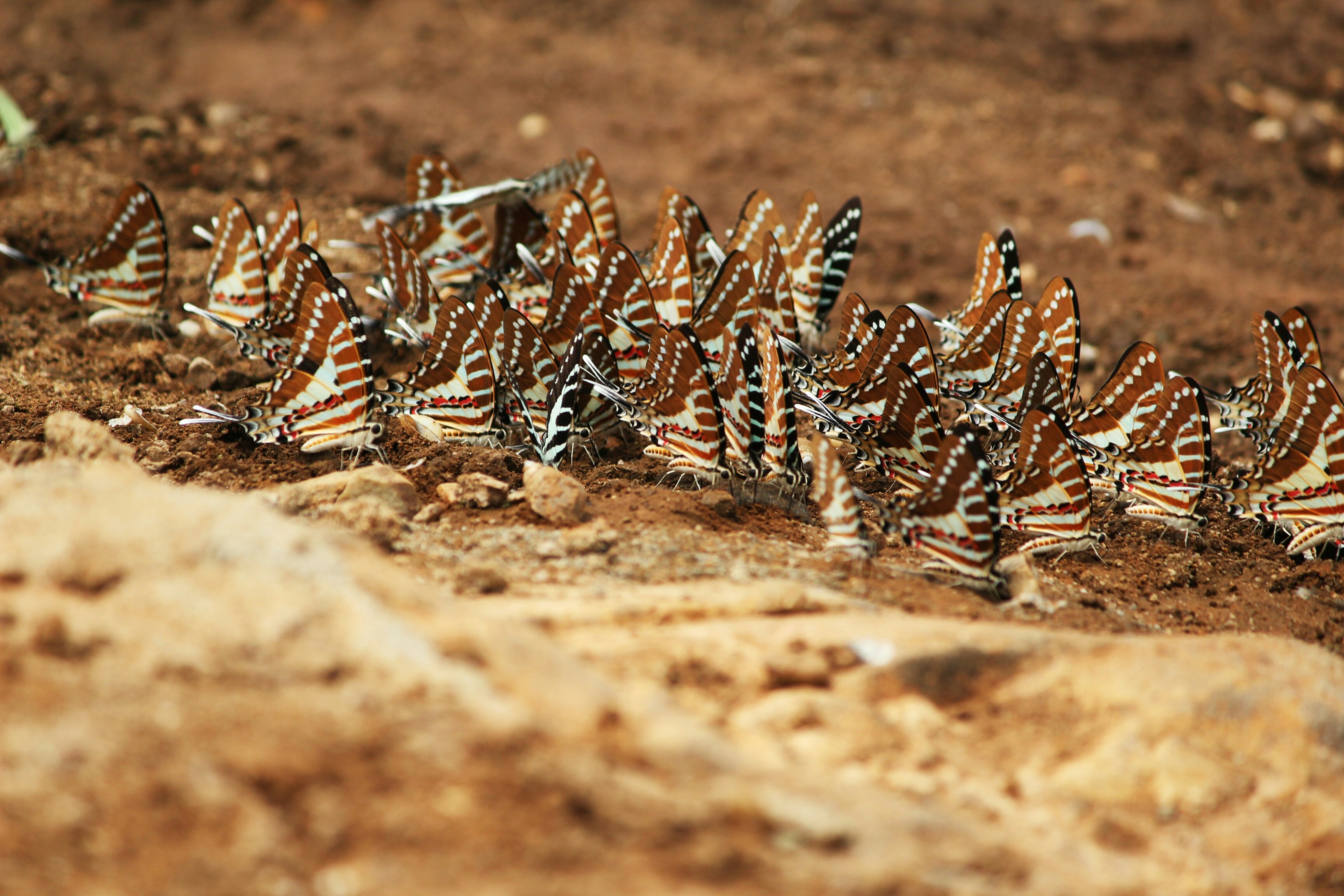 Free Unsplash photo from Guru Keshav