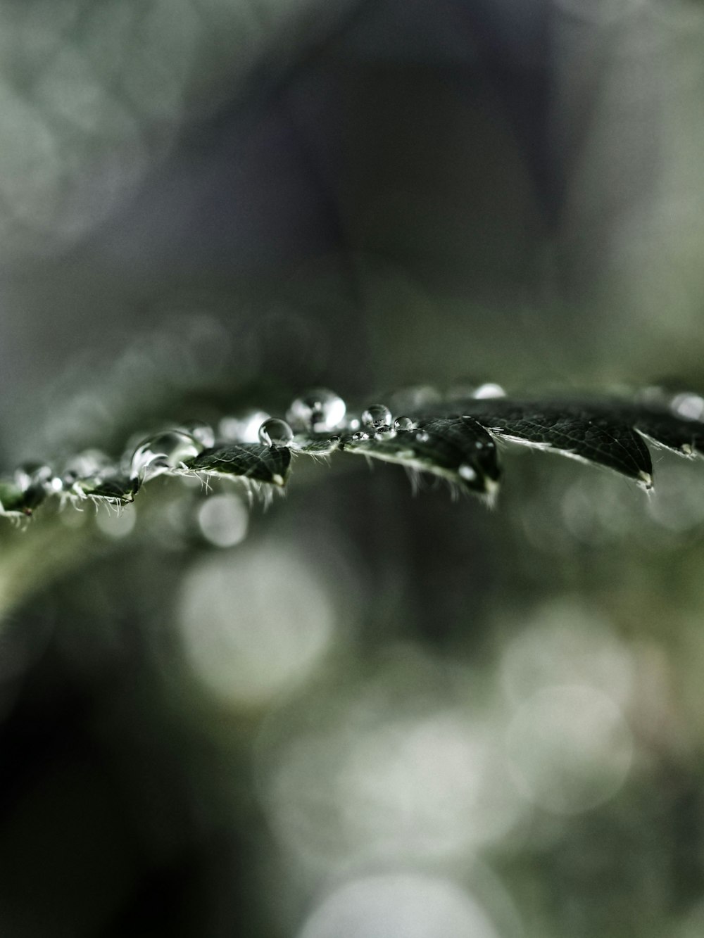 selective focused photo of a watery leaf