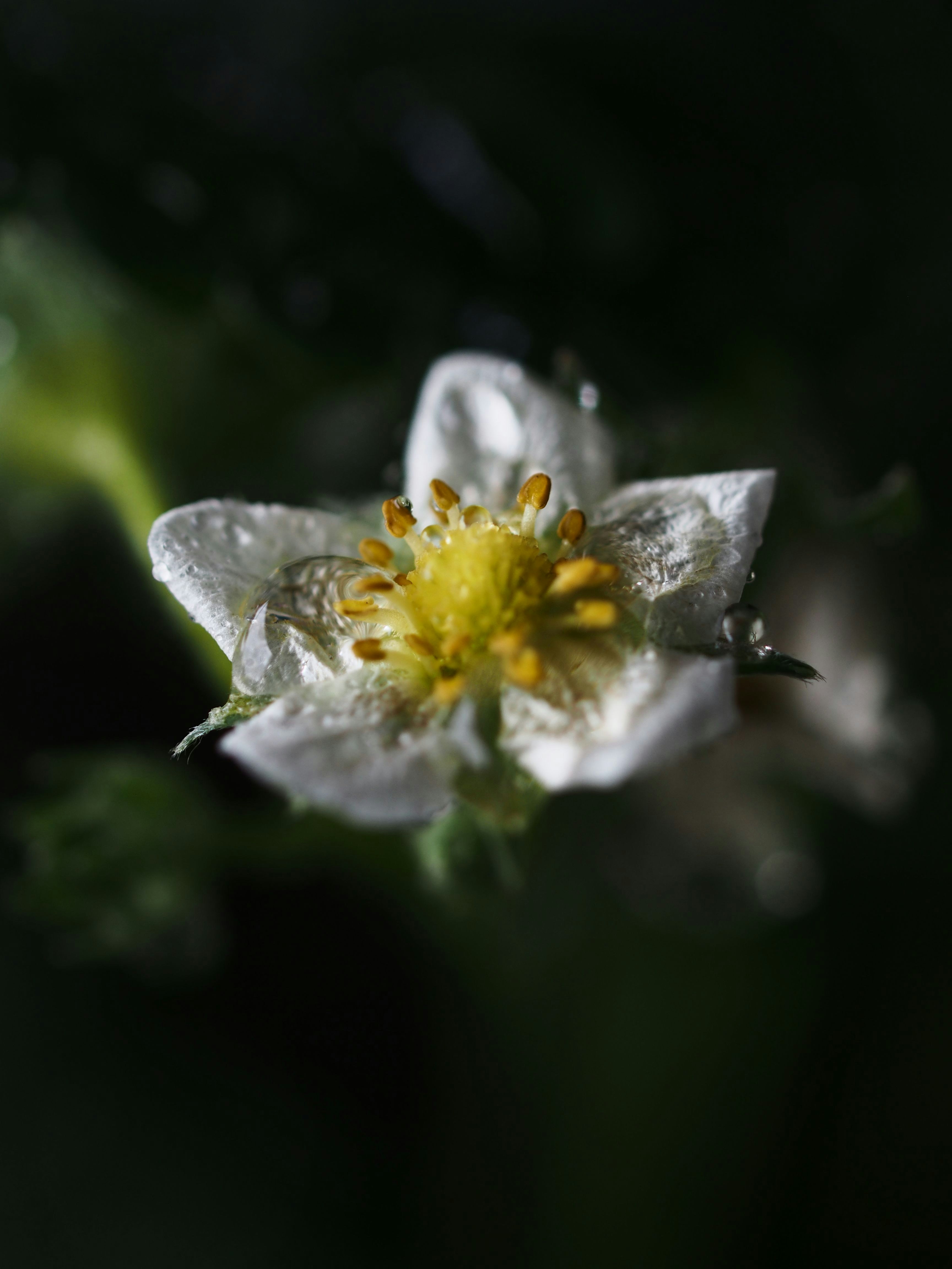 Free Unsplash photo from Arjan de Jong